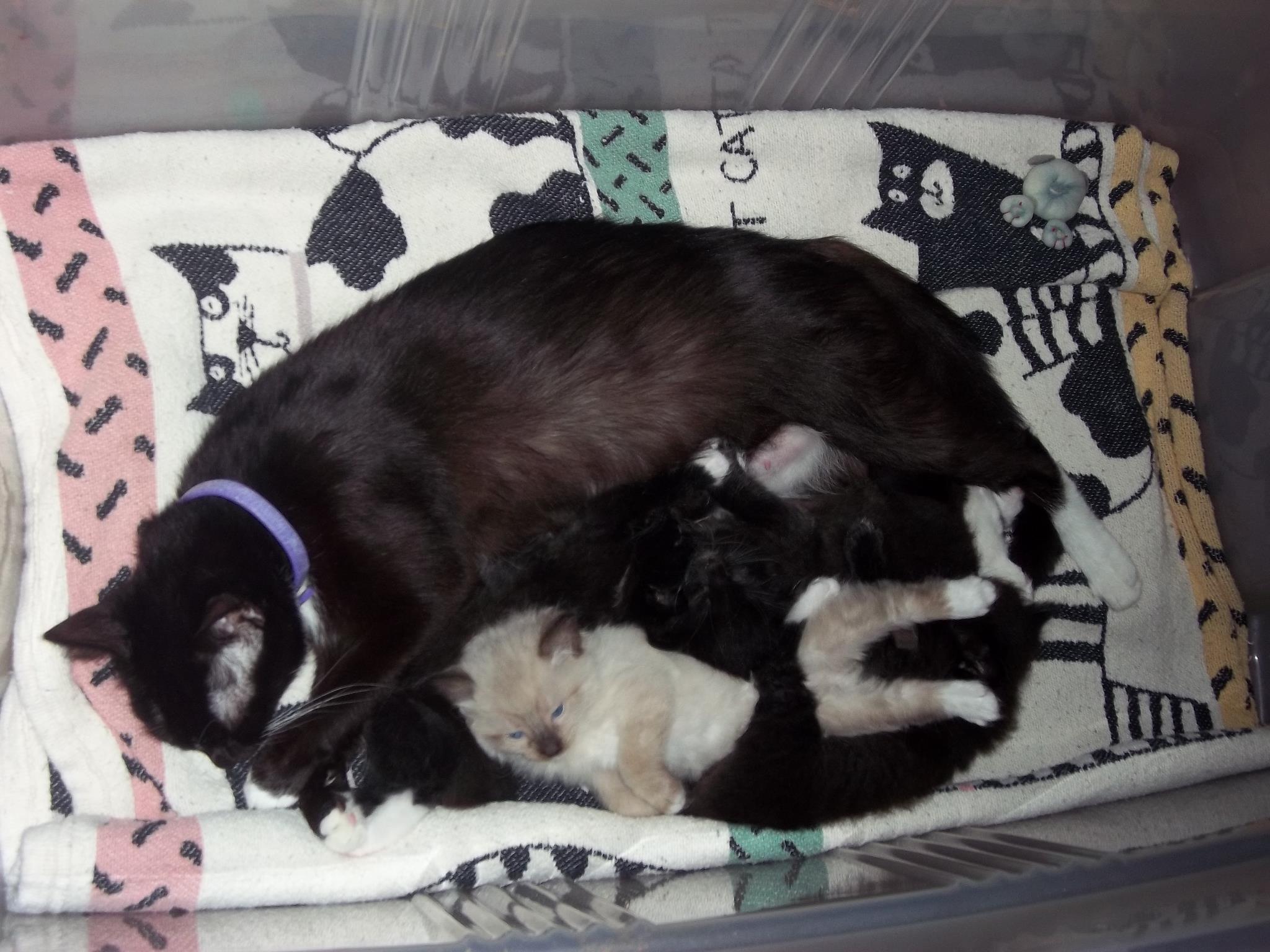 Can I Give A Dog Cat Dewormer Can I Give A Dog Cat Dewormer