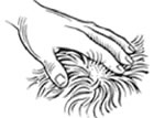 K9 Advantix Step One