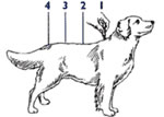 K9 Advantix Step Three
