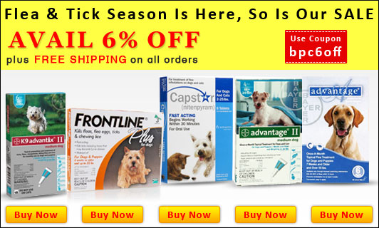 Is It Safe To Order Pet Meds Online