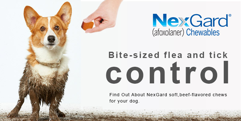 nexgard for dogs 60 120 lbs nexgard buy nexgard chewable for dogs budgetpetcare nexgard for dogs 60 120 lbs nexgard buy nexgard chewable for dogs budgetpetcare