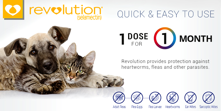 revolution for puppies and kittens revolution flea for dogs cats buy revolution monthly supply for pets revolution for puppies and kittens revolution flea for dogs cats buy revolution monthly supply for pets